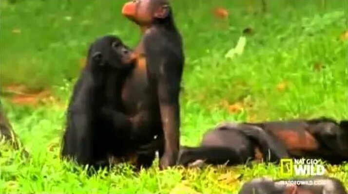 Секс қыз және Абизан