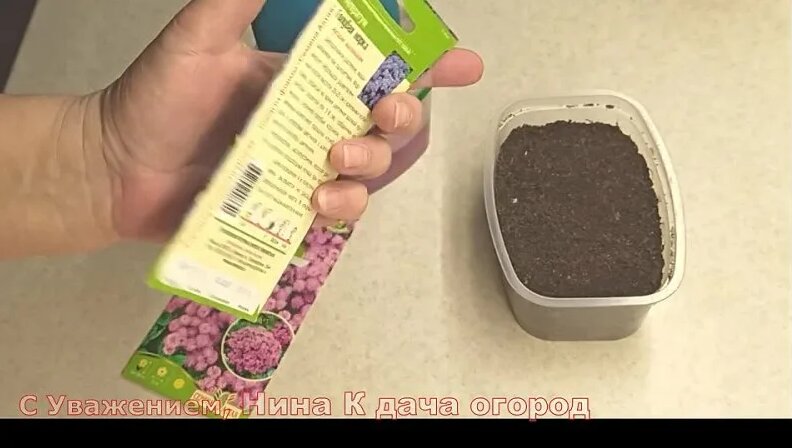 Цветы однолетники. агератум выращивание из семян. когда и как сеять на ...