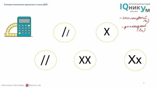 число хромосом в клетке