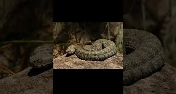 Гюрза – одна из опаснейших и коварных змей - Смотреть онлайн в поиске ...