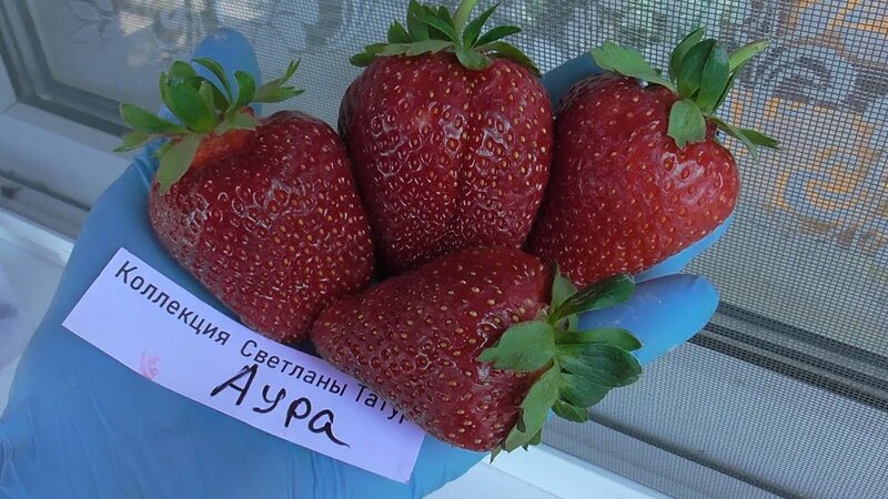 АУРА - средне-ранний сорт клубники итальянской селекции. / мини ...