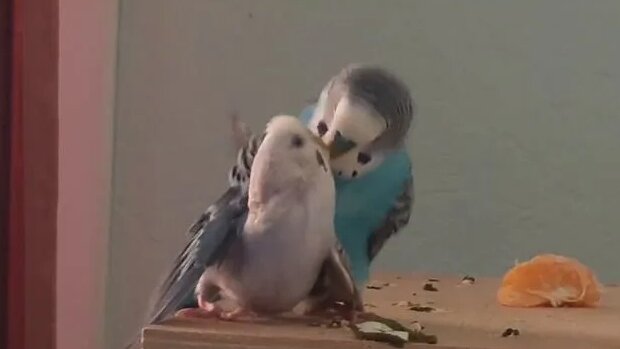 Анна Димованың жалаңаш суреті