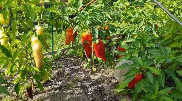 Перец сладкий Джимми Нордело (открытый грунт , острый деверсант) 02,09 ...