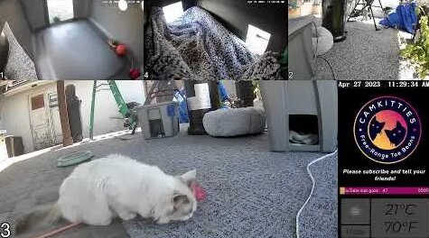 camkitties CamKitties: Just your friendly neighborhood cats - смотреть онлайн в поиске  Яндекса по Видео