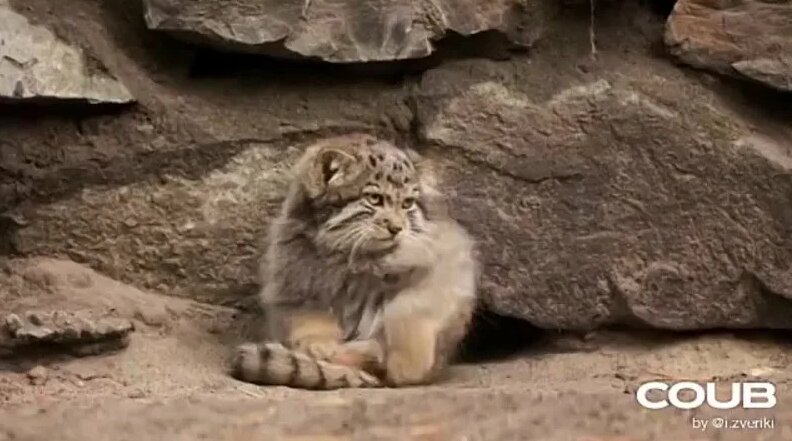 Котенок манула учится ставить лапки на хвост | Putting paws on a tail ...