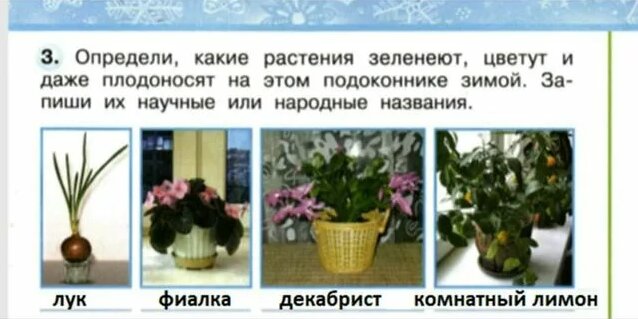 Комнатные растения зимой/Зимний труд №3 (Окр.мир 2 класс Перспектива ...