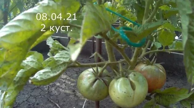 Томат гном Дикий Фред. 2021 Томаты гномы в открытом грунте. - Смотреть ...