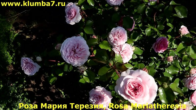Роза Мария Терезия флорибунда, грандифлора Шато Барбероллес - полный ...