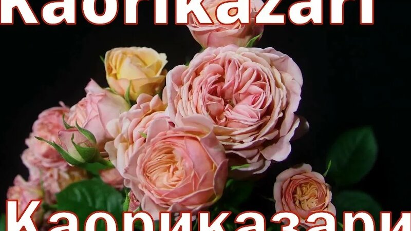 Как распускается роза Каоликазали - Kaorikazari (Keiji Япония, 2012 ...