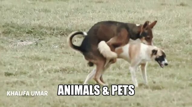 Ann Lisa bilan porno filmlar