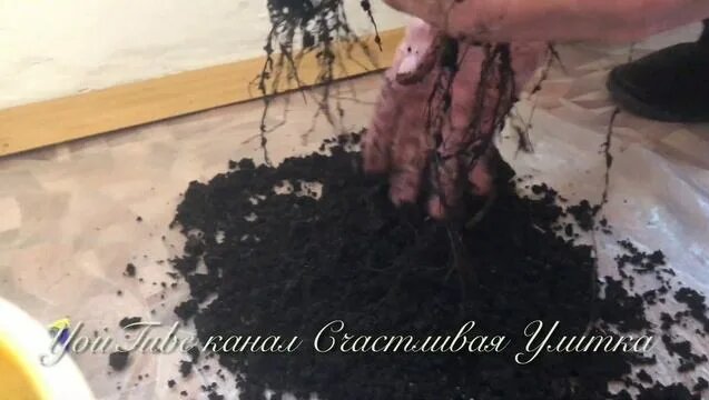 Пересаживаю елочку Picea glauca Conica // Пицея глаука Коника // Елочке ...