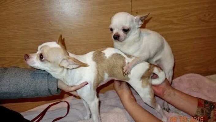 Интернетте қысқа порно видеоларды қараңыз