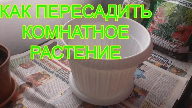 Как пересаживать комнатные растения. Как Правильно пересадить цветок в ...