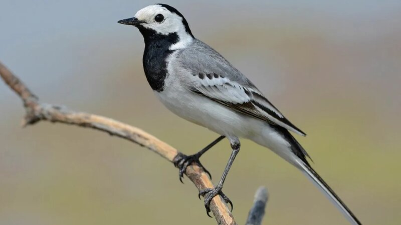 Батыс дәретханасы Порно