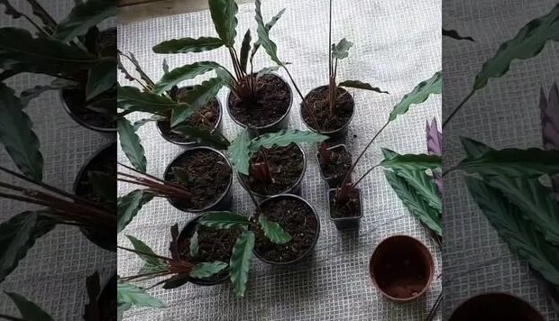 Мои новинки калатея руфибарба, деление куста, размножение, грунт ...