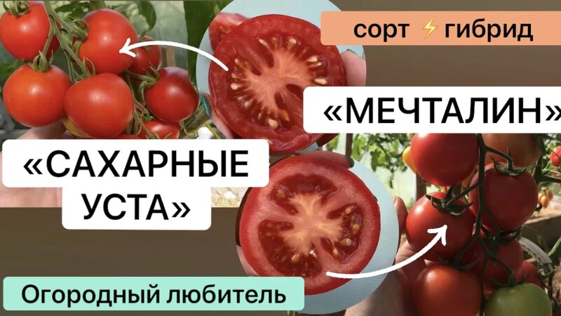 Томаты "Сахарные УСТА" и "Мечталин" // обзор // Высылаю Семена // Сорт ...