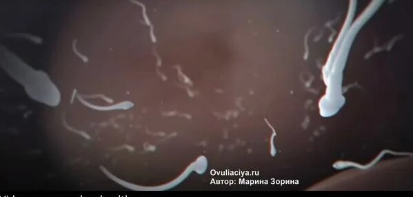 Что значит?Овуляция (Когда происходит и сколько длится?) ??Простыми ...