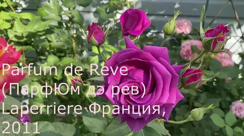 Парфюм де рев, Боинг, Восточный Экспресс, Зе Пилгрим, Пьер де Ронсар ...