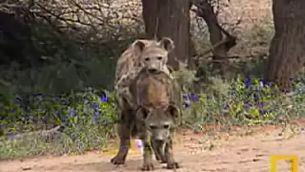 Жас қыздармен онлайн порно көру