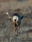 Wow big buck for hunting lovers Big deer, Mule deer, Deer pi