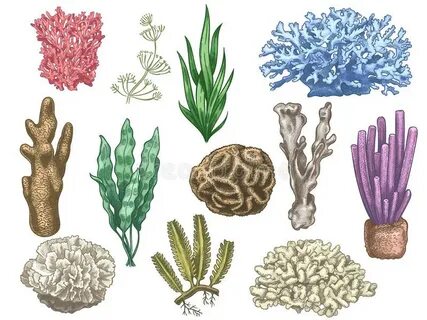 Seaweeds Aquarium Stock Illustrations - 1,178 Seaweeds Aquar