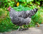 Backyard Chickens: 12 Reasons you might want to get them - M