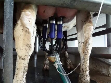 Milking Claw Maintenance... Can you afford to forget it? - T