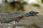 What Do Baby Blue Belly Lizards Eat? - Feeding Nature