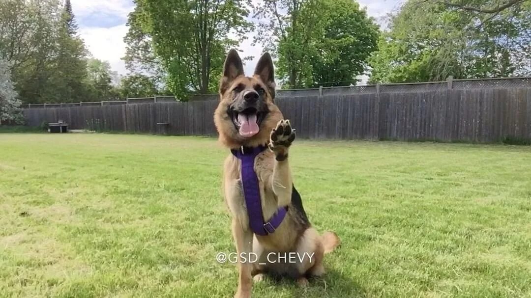 Instagram પર Chevy 🐺 and Kimberlee 🙋: "Having some fun in the yard ❤...