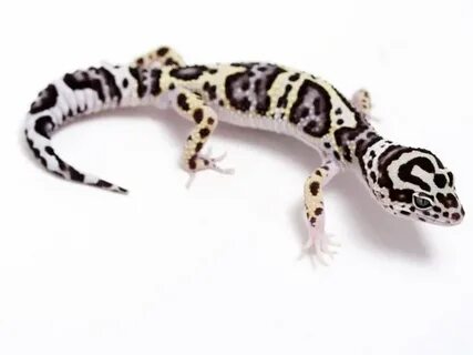 TUG Snow Halloween Mask Leopard Gecko - 051917a - male