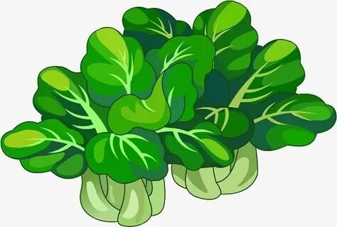 Cabbage clipart green food, Picture #143534 cabbage clipart 
