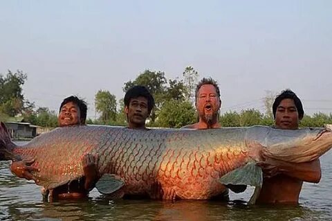Ikan Air Tawar Terbesar di Dunia Dipelihara di Jombang 