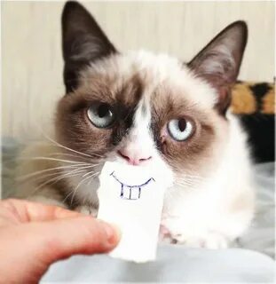 Funny cat Grumpy cat meme, Grumpy cat humor, Grumpy cat quot