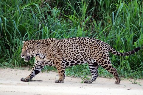 File:Jaguar (Panthera onca palustris) male Three Brothers Ri