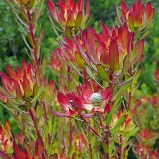 leucadendron - Google Search Garden flower beds, Australian 