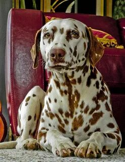 discounted home decor Dalmatian puppy, Dalmatian dogs, Cute 