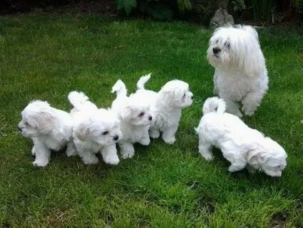 "Bichon Frise" Puppies For Sale Richmond, VA #265195