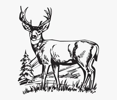 Download Hunting Deer Drawings Clipart White-tailed - Whitet