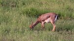 israeli mountain gazelle eating grass: стоковое видео (без л