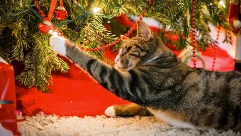 Christmas Dangers for Cats What To Watch Out For - Pet Drugs