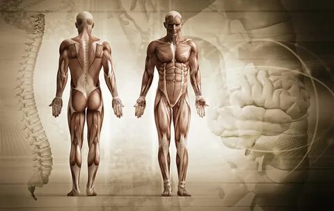 Muscle Anatomy Wallpapers - Wallpaper Cave