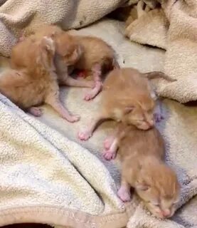 5 Orphaned Ginger Kittens Get Help Just in Time Ginger kitte