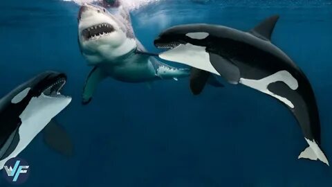 Sharks vs whales