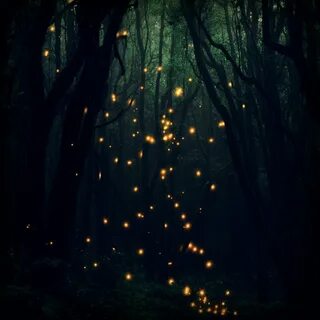 Светлячки в лесу (72 фото)