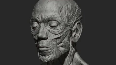 Facial Anatomy Sculpt Behance