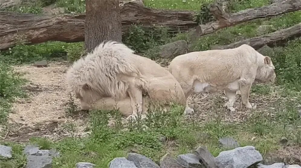 Lions Mating GIF - Lions Mating Wild Animal - Discover & Sha