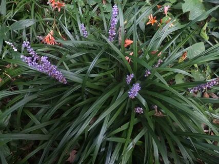 File:Liriope muscari, Institute for Nature Study, Tokyo 02.j