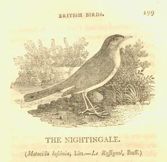 Nightingales in Abercromby Square - Manuscripts and More