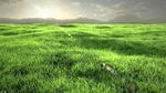 HD Grass Wallpaper (76+ images)