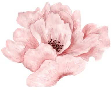 Download Pink Beautiful Full Bloom Watercolor In Flowers Cli